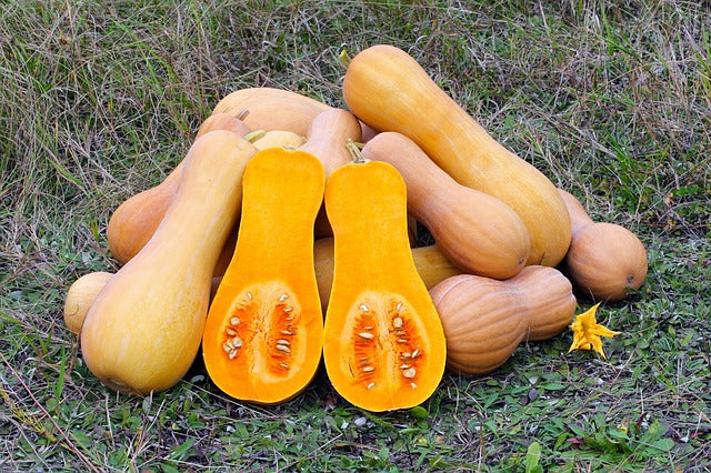 A photo of a pile of butternut squash with two of them cut open horizontally.