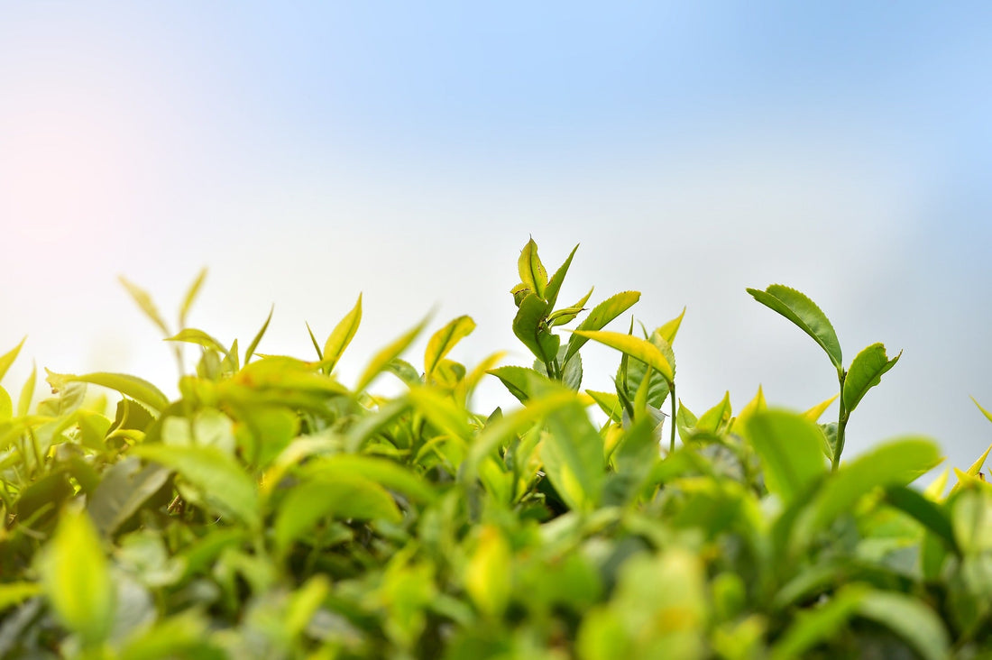 up close image of green tea plants with blue sky behind